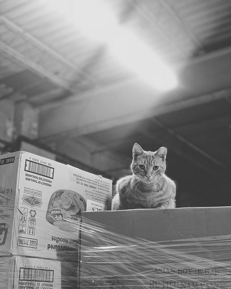 SALE Kids Stray Cat Social Club Leggings